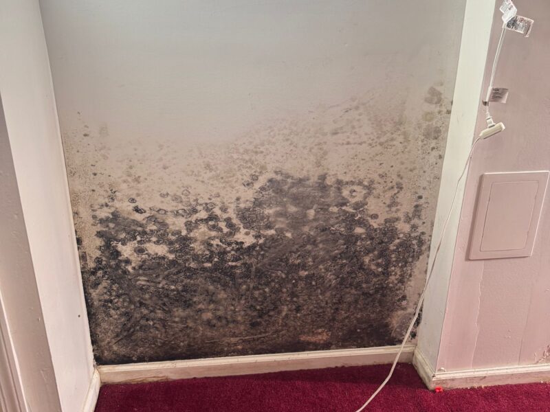 Soflo Mold Specialist