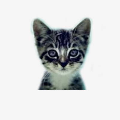 We Love Cats and Kittens