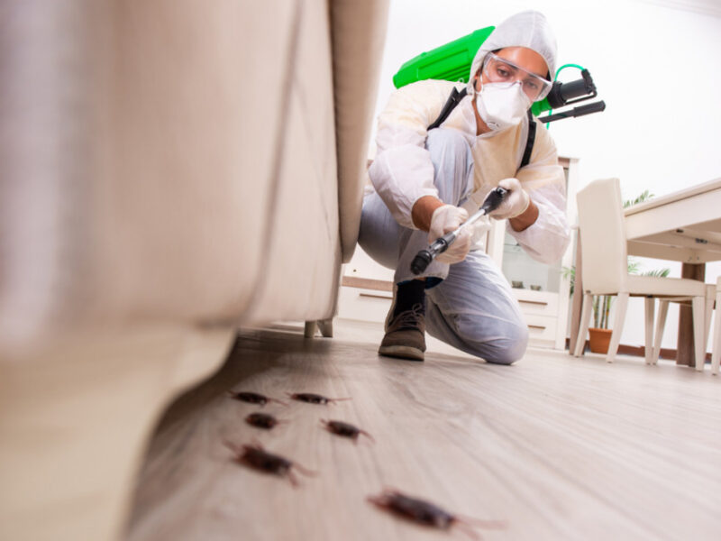 Professional Pest Control San Antonio Texas | Termite, Rodent & Bug Removal