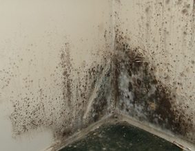 Pressure Roof Cleaning